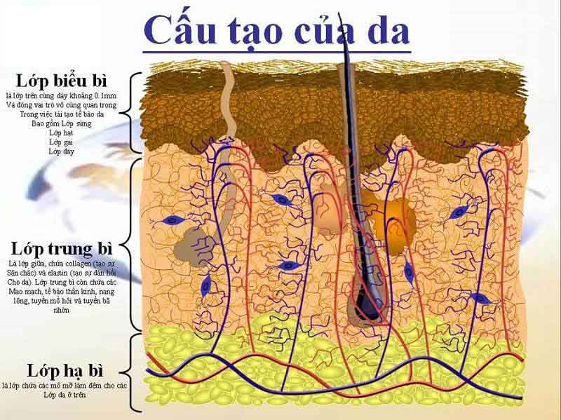 kien-thuc-co-ban-ve-da